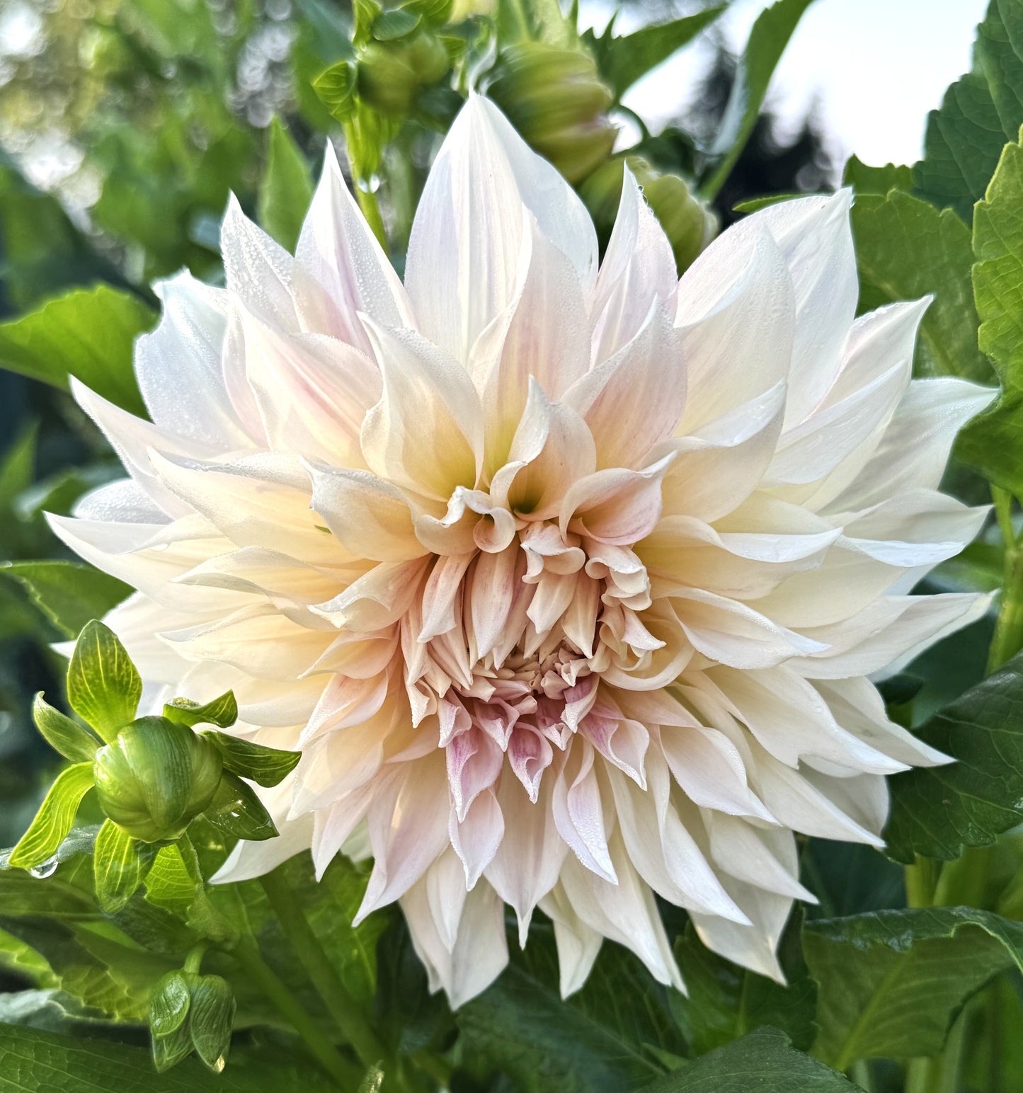 Cafe Au Lait
