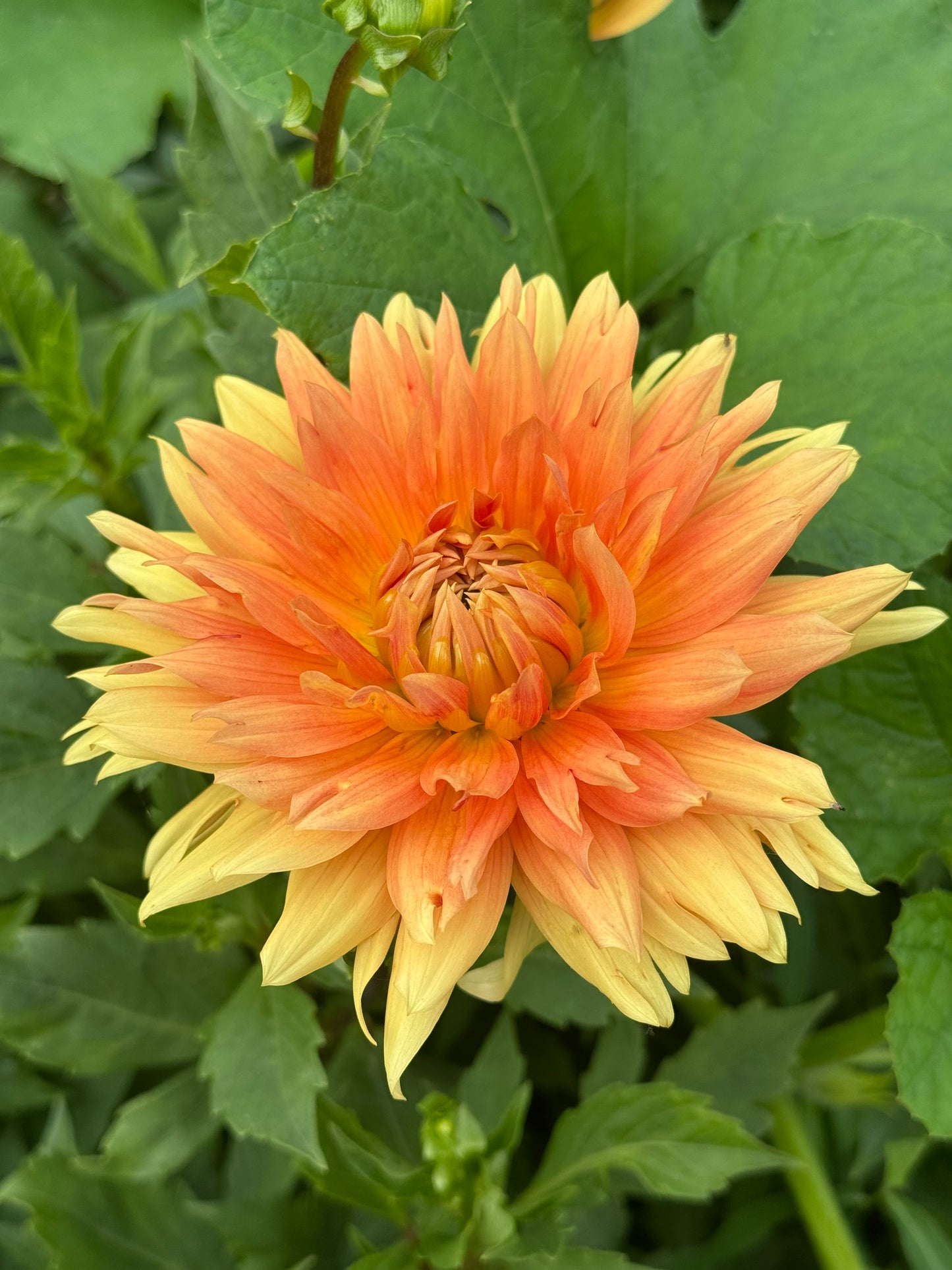October Sky- NO ID
