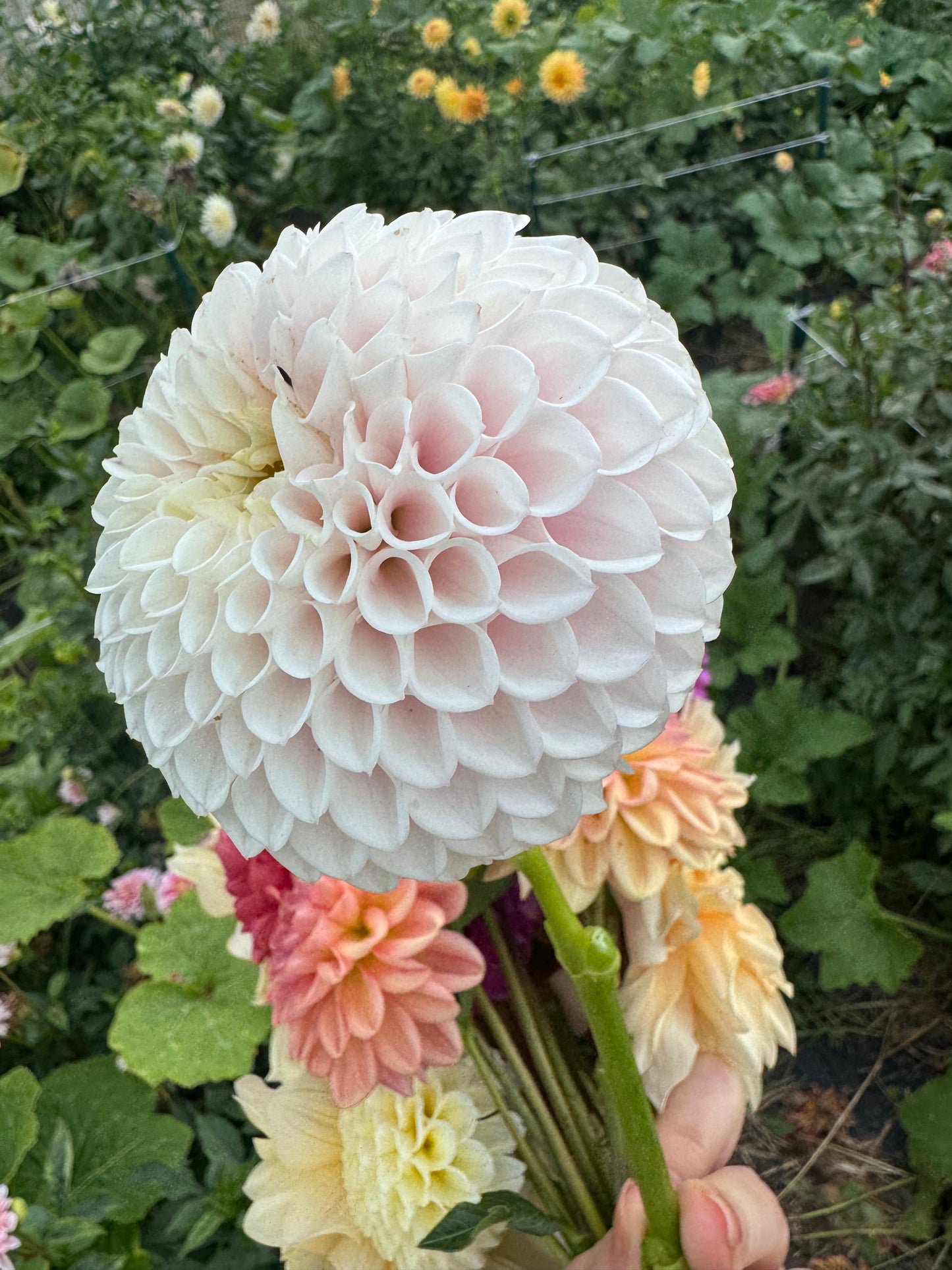 Pink Pearl