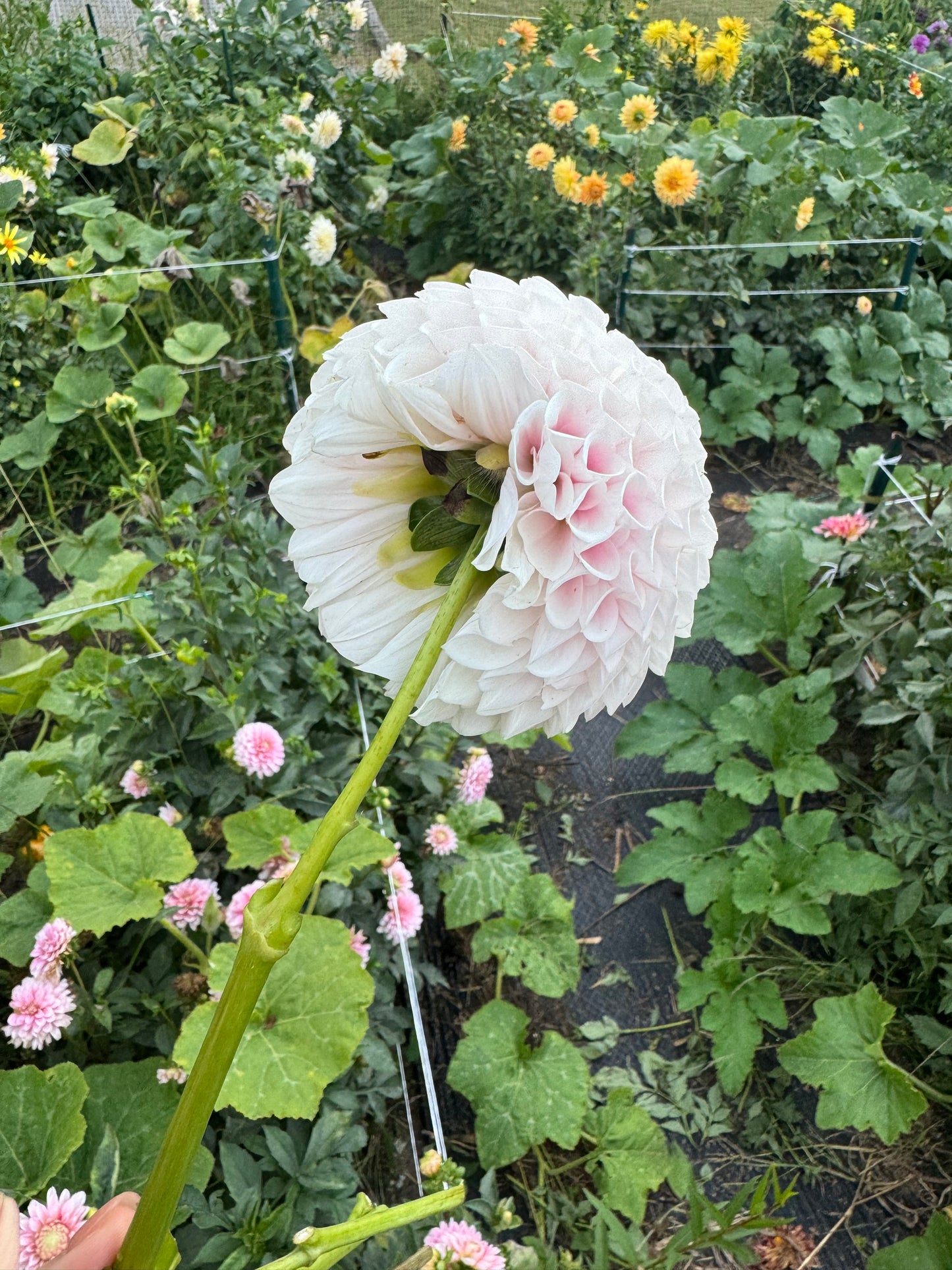 Pink Pearl