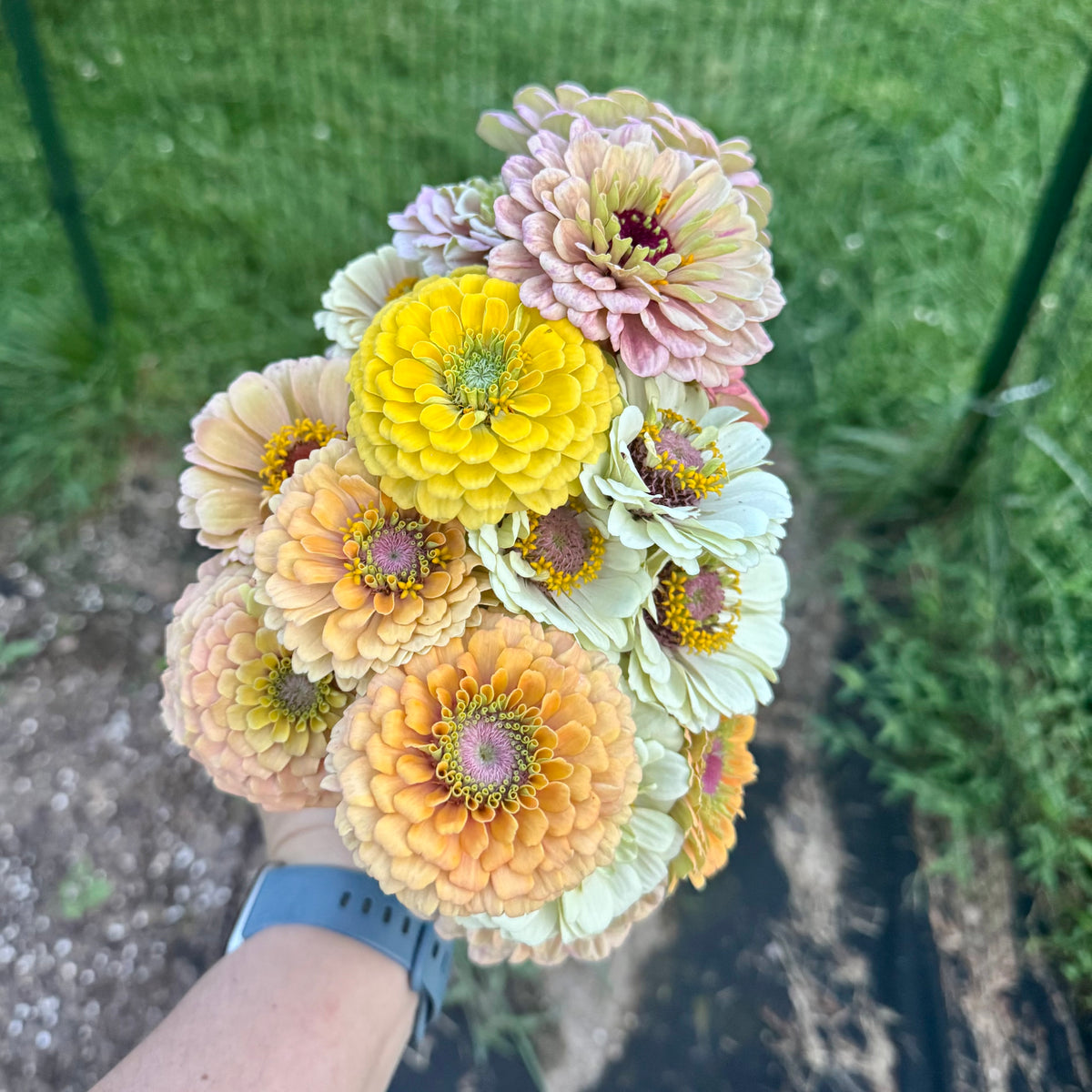 Zinnias- Unicorn X Precious Metals Mix