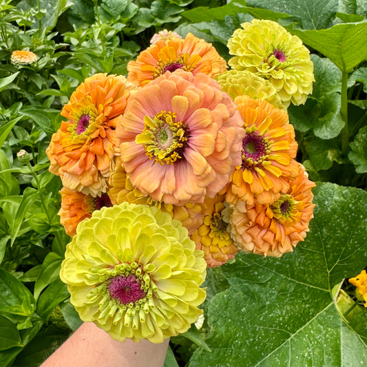 Zinnias- Unicorn X Precious Metals Mix