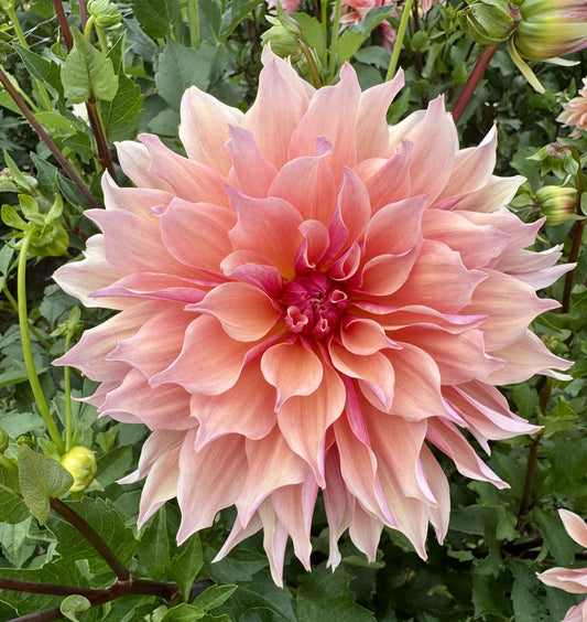 Labyrinth
